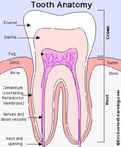 Tooth-anatomy
